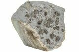 Ammonite (Promicroceras) Cluster - Marston Magna, England #216609-3